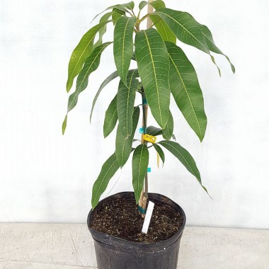 image (5)